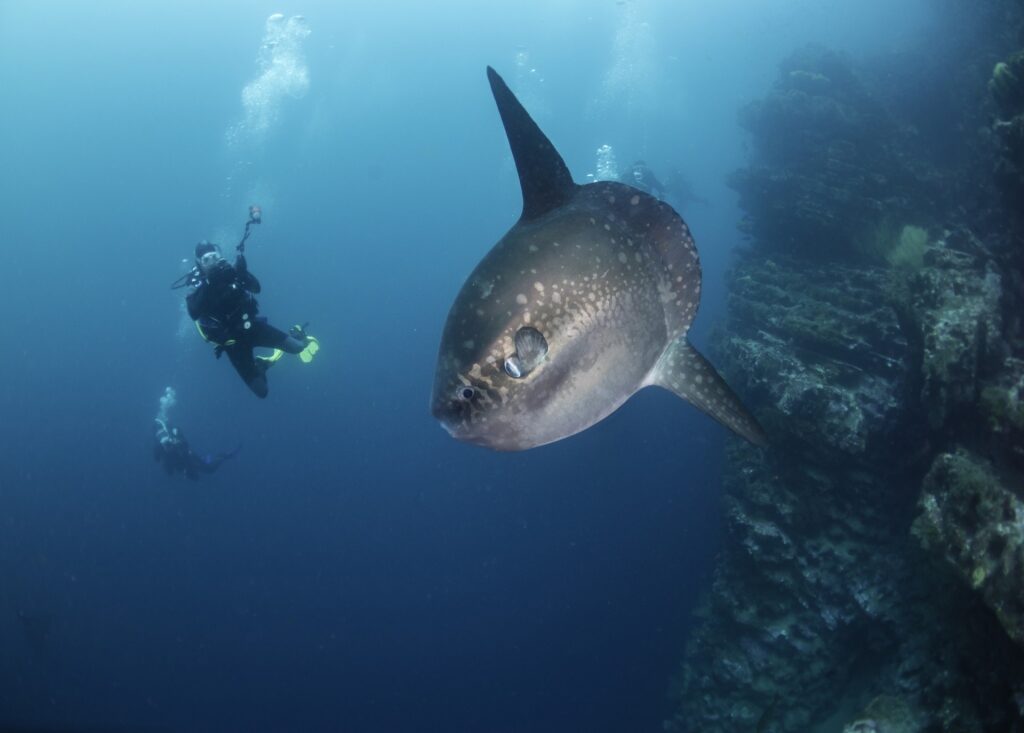 Diver swimming beside the famous ocean sunfish