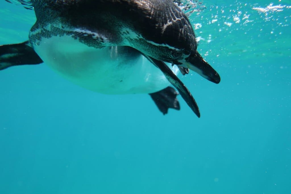Galapagos penguin spotted underwater