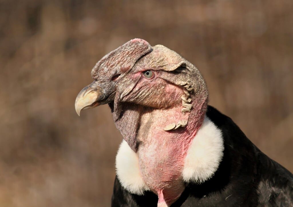 Majestic Andean Condor, one of the most exotic South America birds