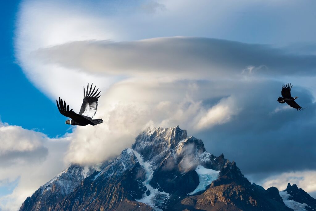 Andean Condor flying over mountains
