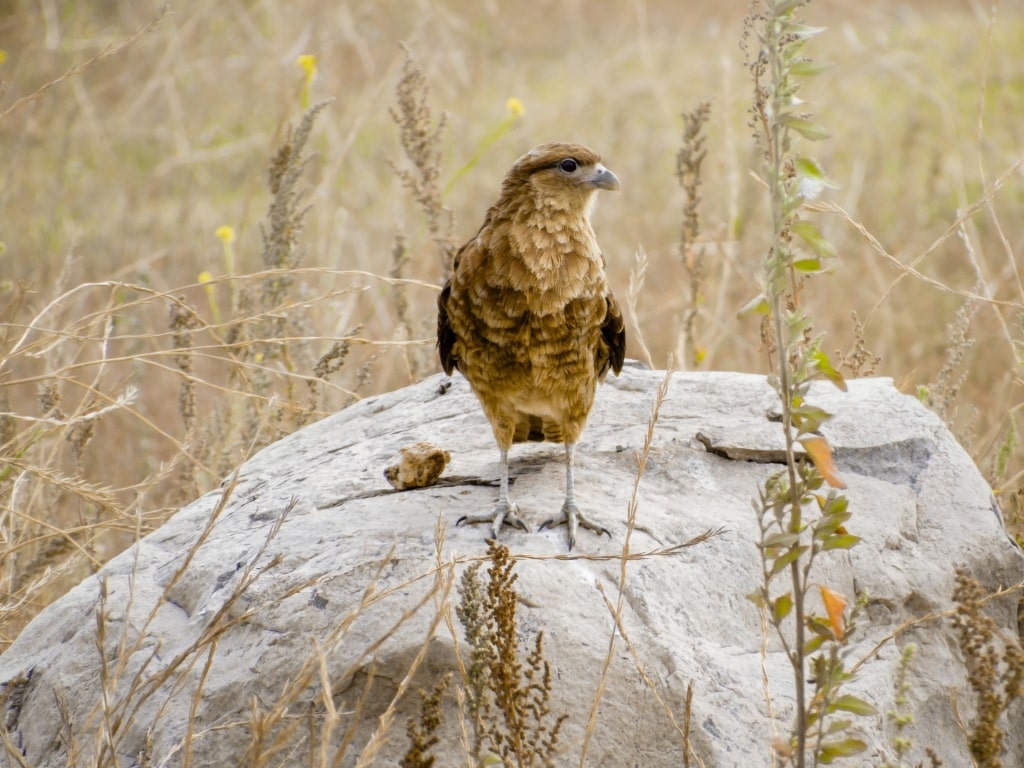 Chimango Caracara on a rock