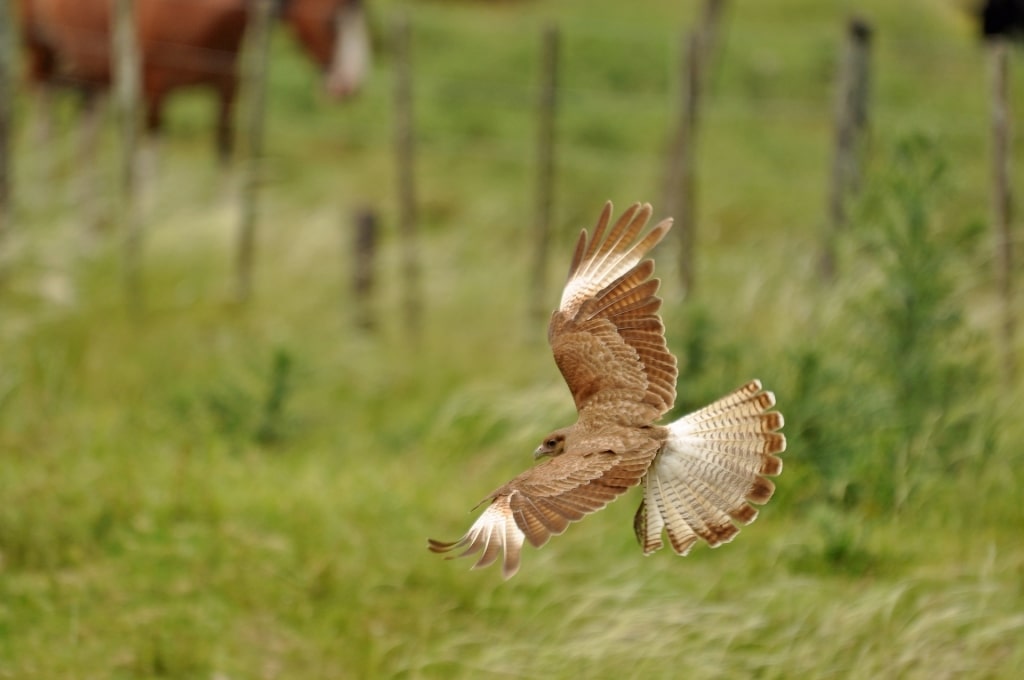 Chimango Caracara flying over grasslands