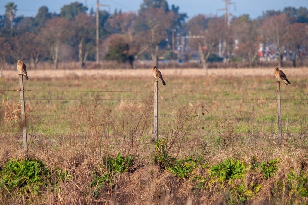 Chimango Caracaras lined up on a fence