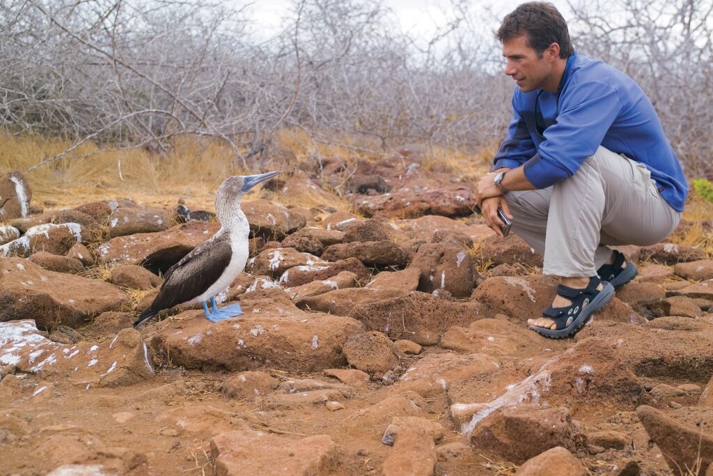 Man looking at a blue footed booby in Galapagos