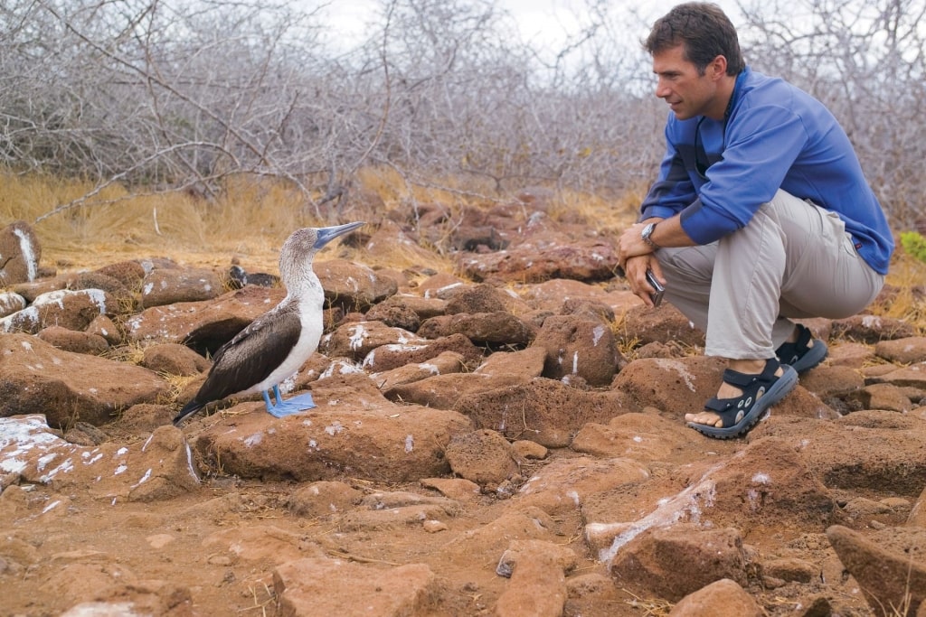 Man looking at a blue footed booby in Galapagos