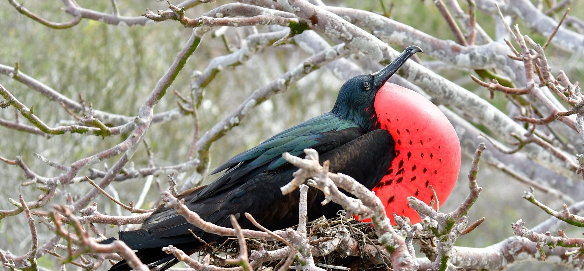 12 Exotic South American Birds to Spot | Celebrity Cruises