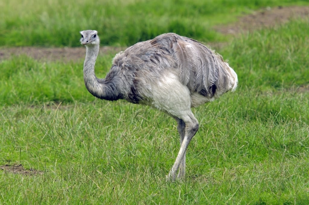 Greater Rhea on grassland