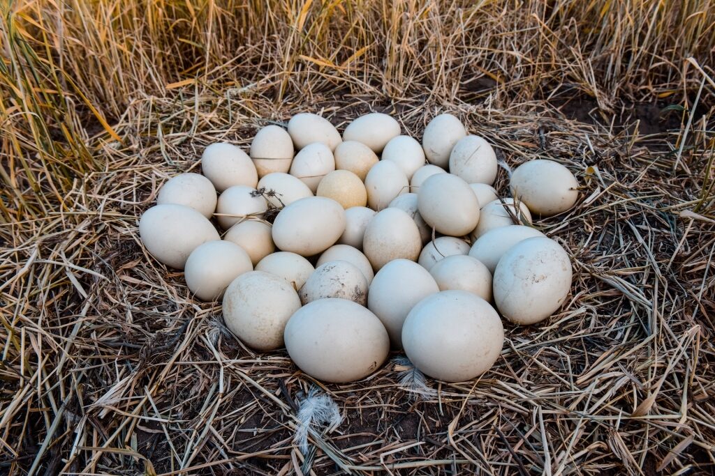 Egg nest of a Greater Rhea bird