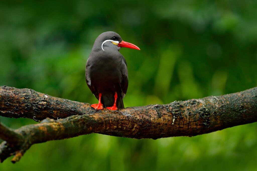 Inca Tern on a tree branch