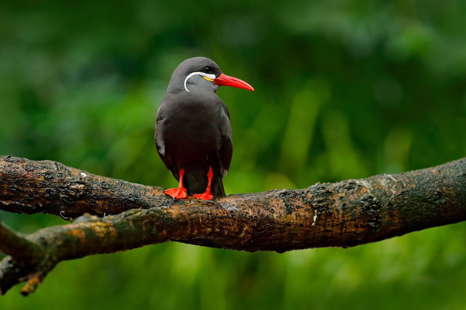 12 Exotic South American Birds to Spot | Celebrity Cruises