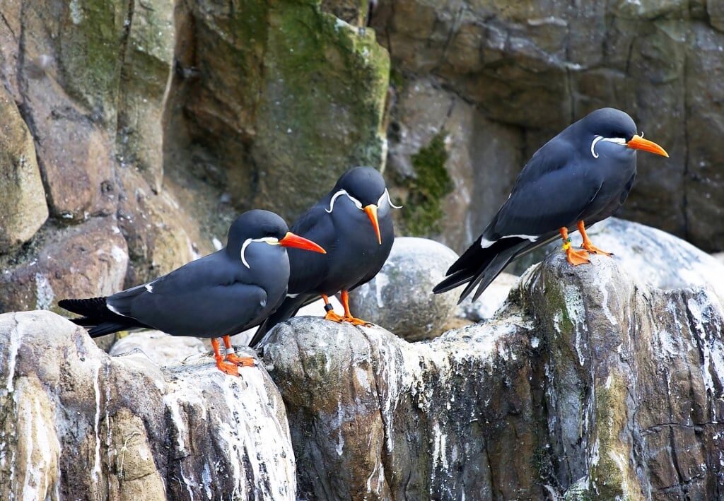 Inca Tern, one of the most exotic South America birds