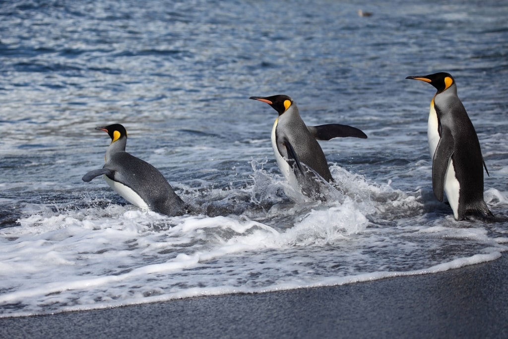 King Penguin going into the water