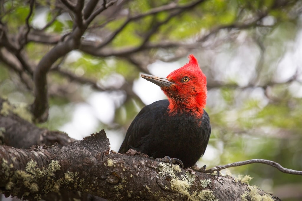 Magnificent Magellanic Woodpecker on a tree