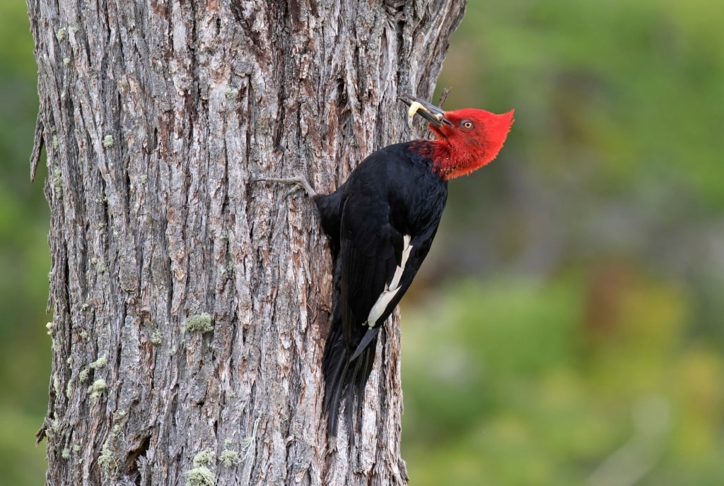 Magellanic Woodpecker on a tree