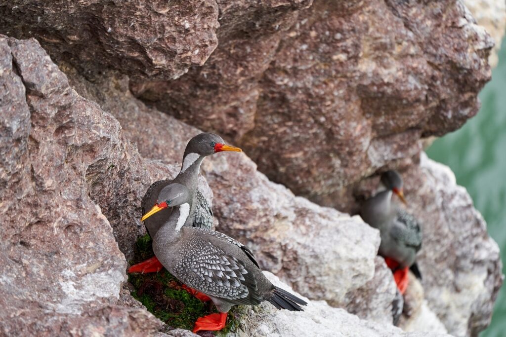 Red-legged Cormorants on a rock
