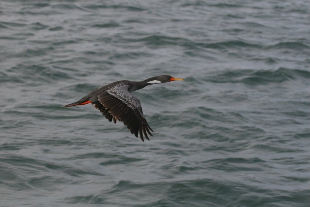 Red-legged Cormorant flying over water