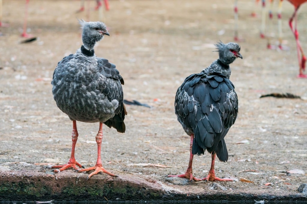 Southern Screamer, one of the most exotic South America birds