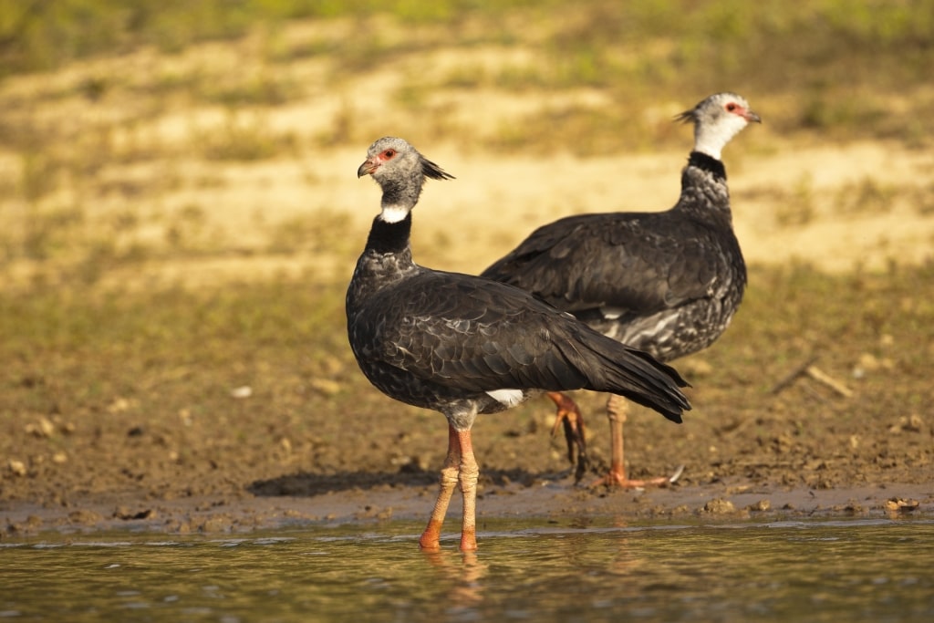 Southern Screamers on water