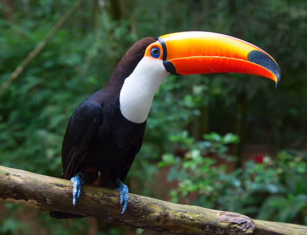 Unique Toco Toucan on a tree branch