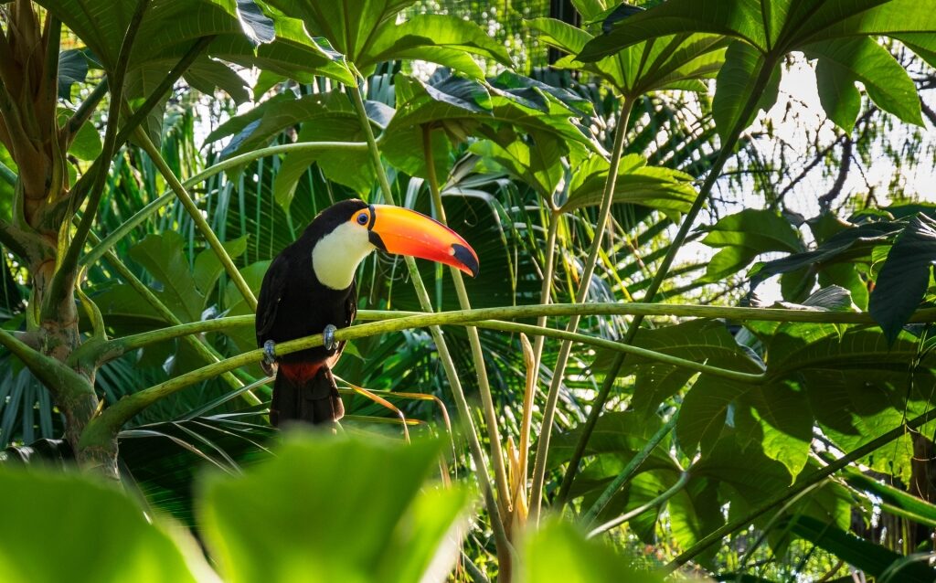 Toco Toucan camouflaged on a tree