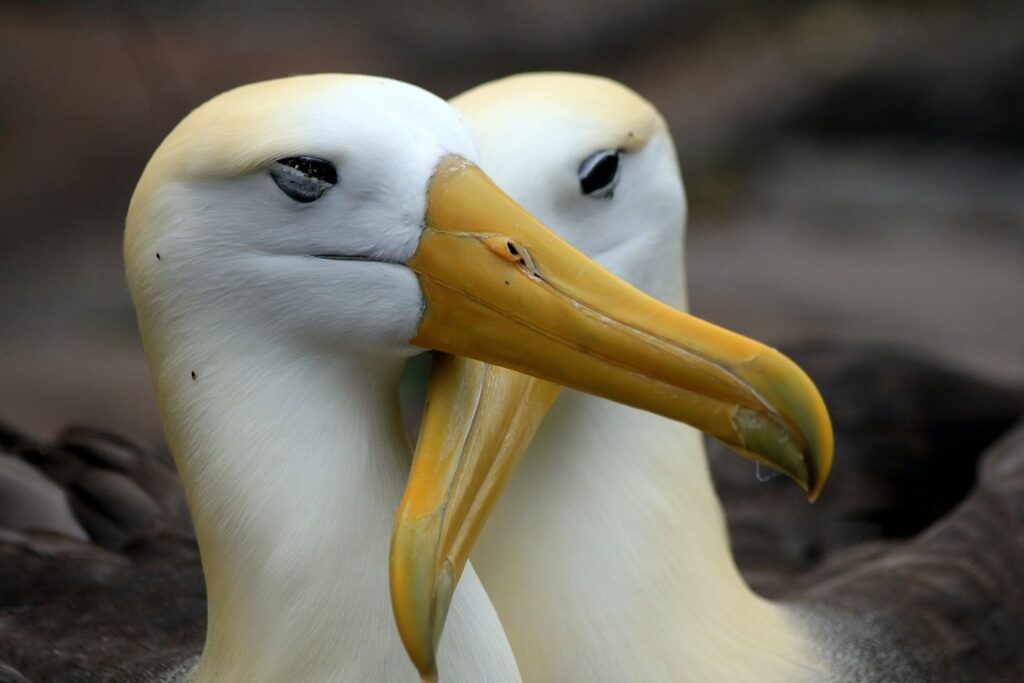 Waved Albatross on a courtship ritual