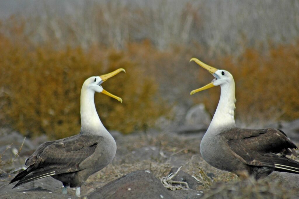 Waved albatross mating