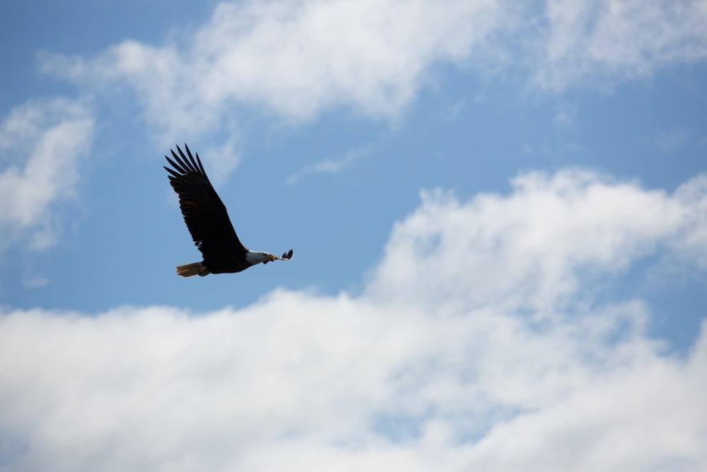 Bald eagle spotted at the Alaska Raptor Center