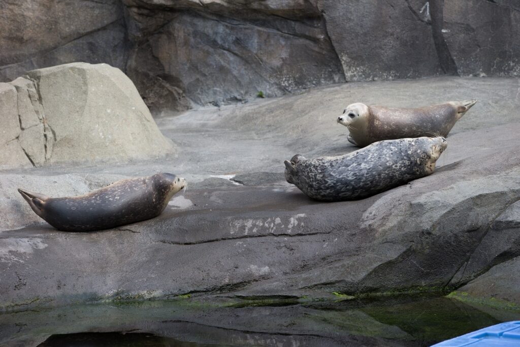 Seals at the Alaska Sealife Center