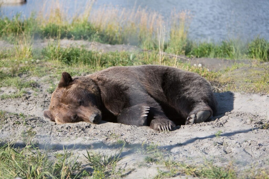Bear at the Alaska Wildlife Conservation Center
