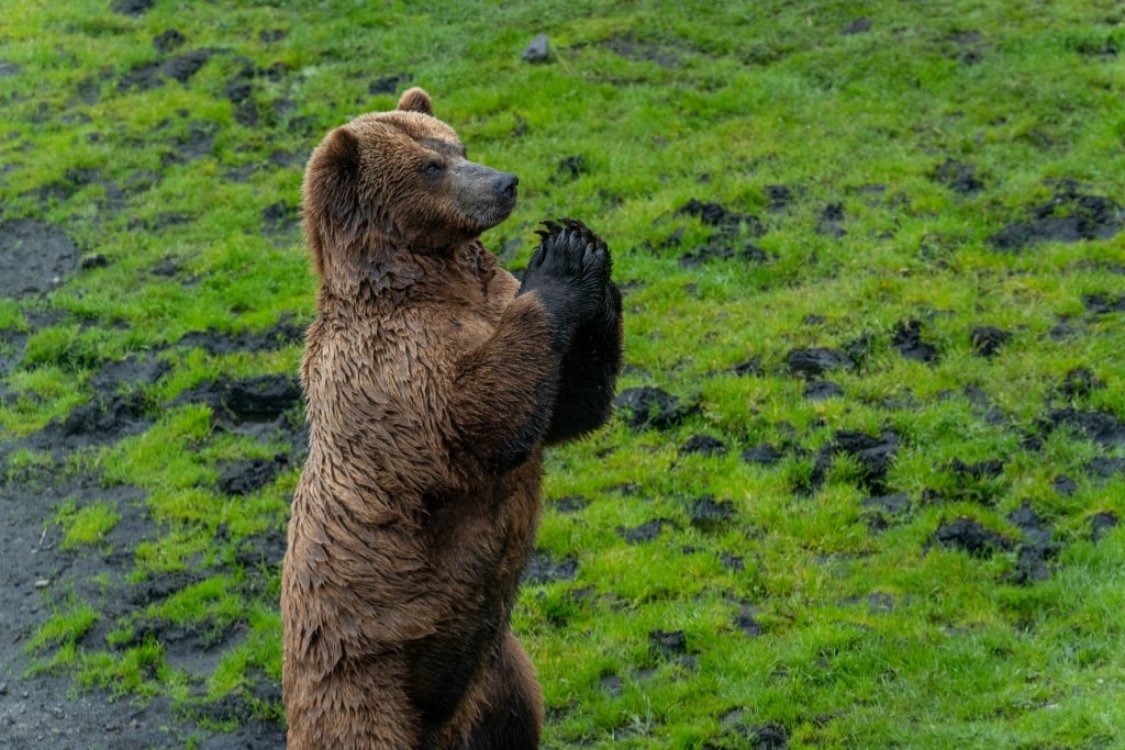 Brown bear in Fortress of the Bear