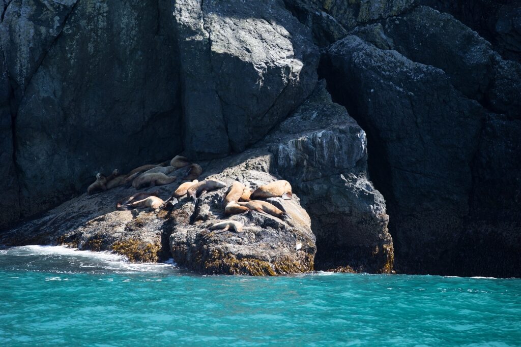 Sea lions spotted on a rocky cliff
