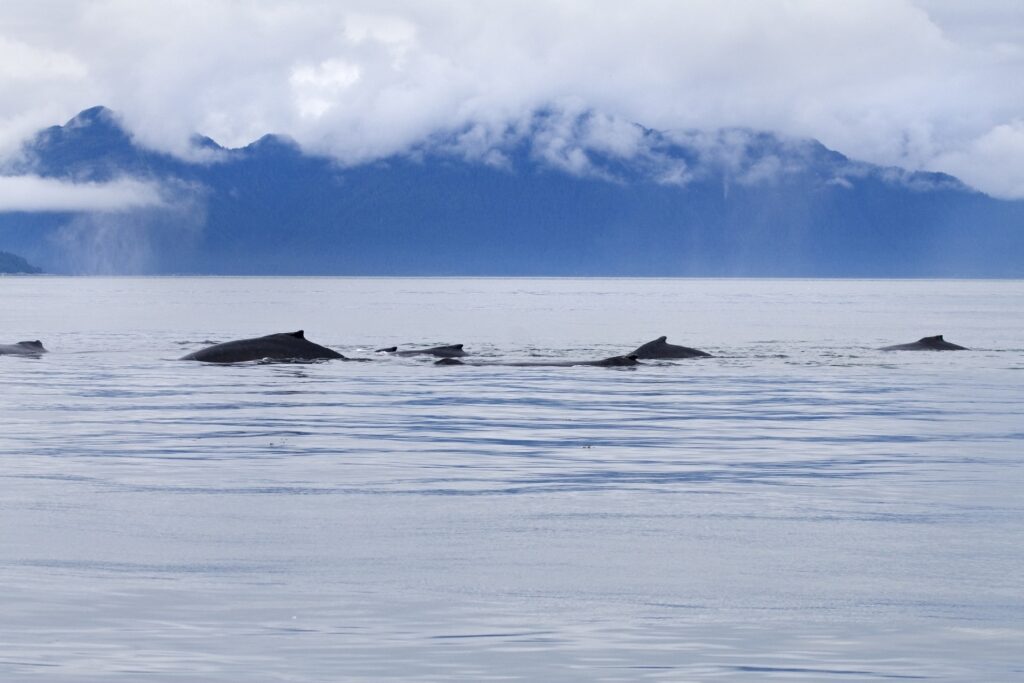 Whales spotted in Point Adolphus