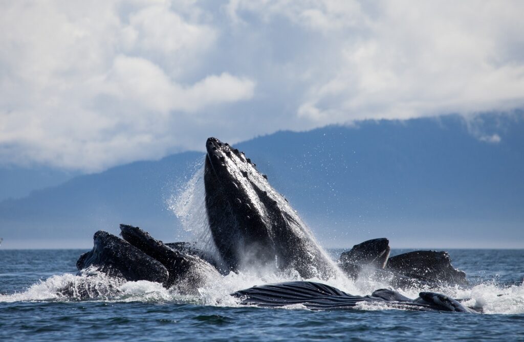Humpback whales bubble feeding in Alaska