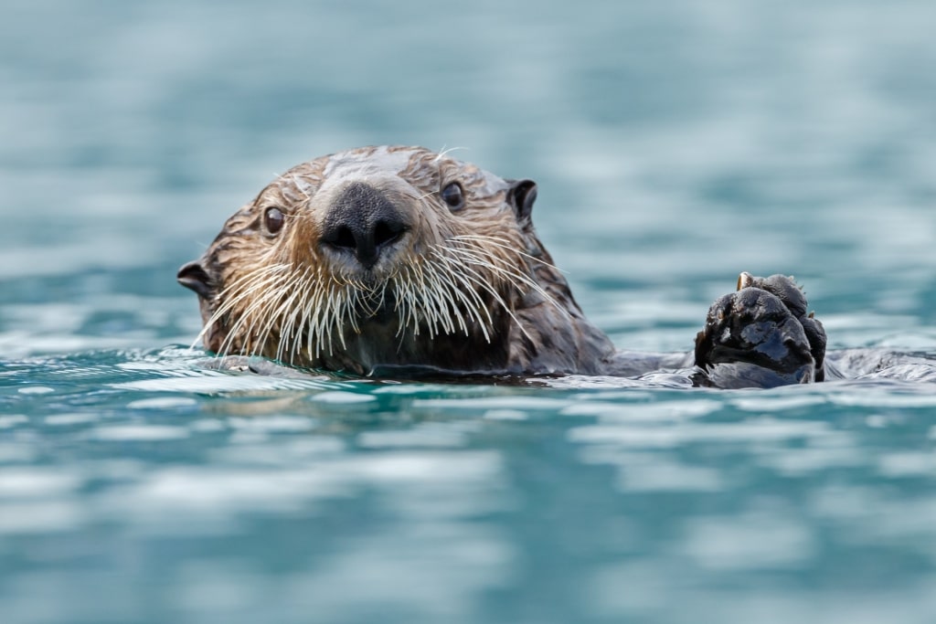 Sea otter spotted in Alaska