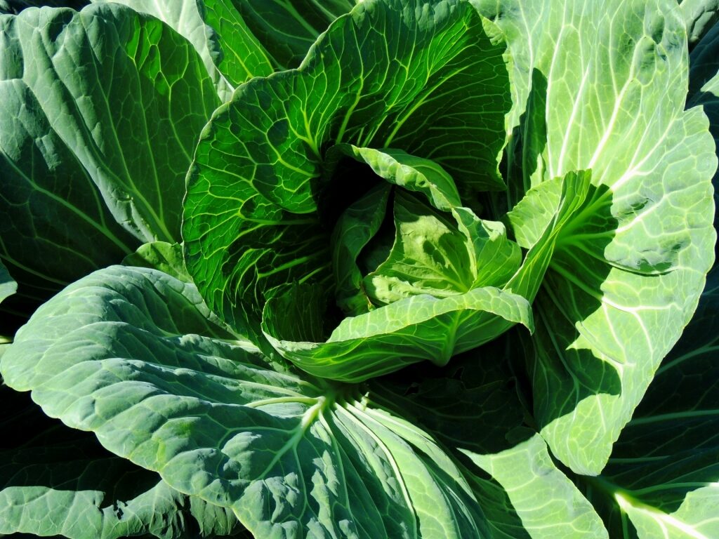 Giant cabbage in Alaska
