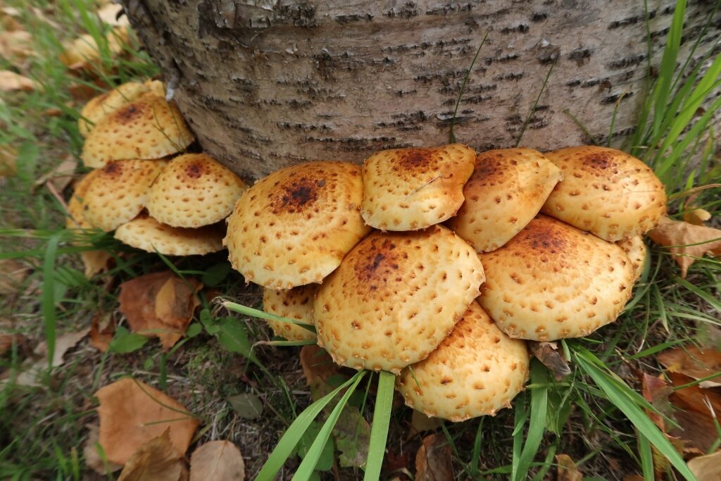 Wild mushrooms in Homer Alaska