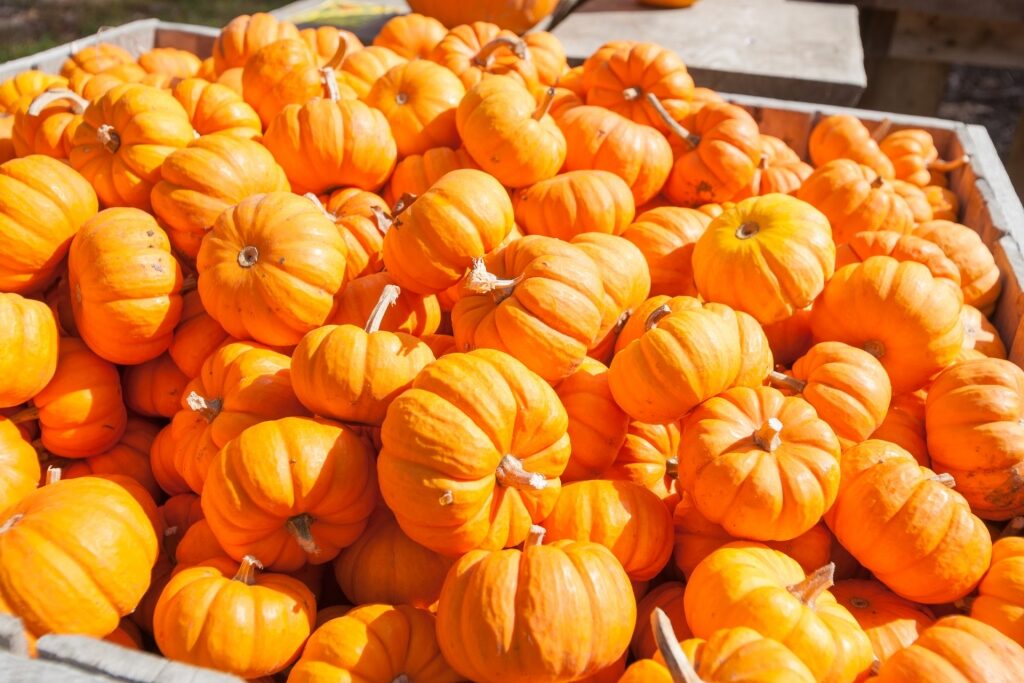 Pumpkins being sold at the Morning Glory Farm