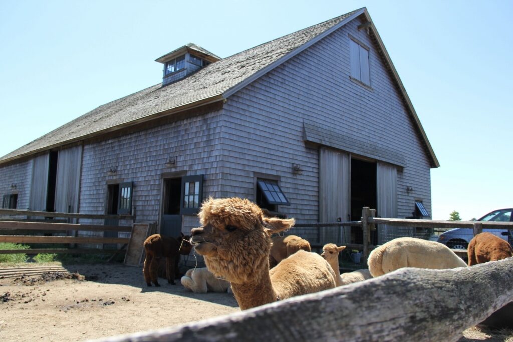 Alpaca at the The Island Alpaca Company