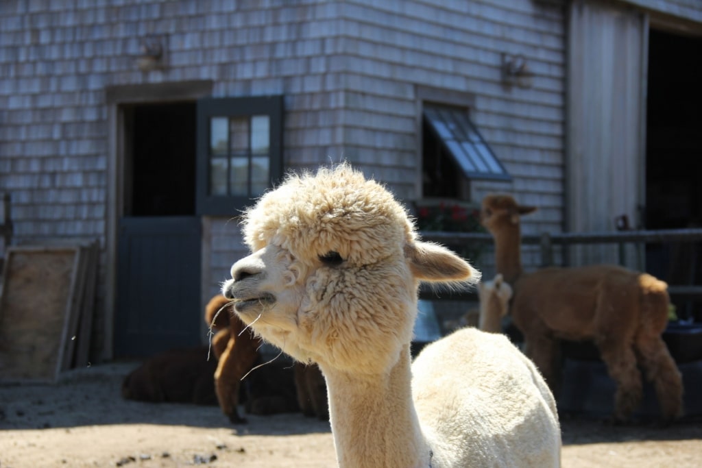 Closeup of an alpaca at The Island Alpaca Company