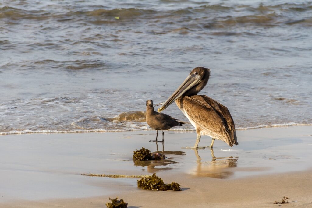 Pelican on the shores of Deer Island