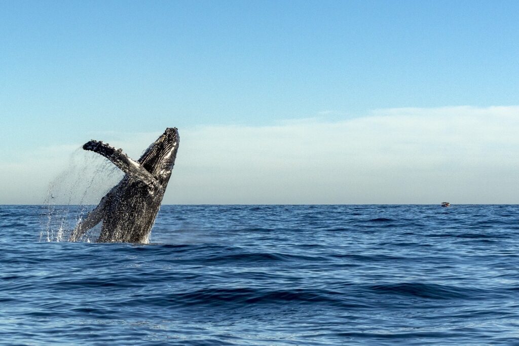 Humpback whale spotted in Mazatlan