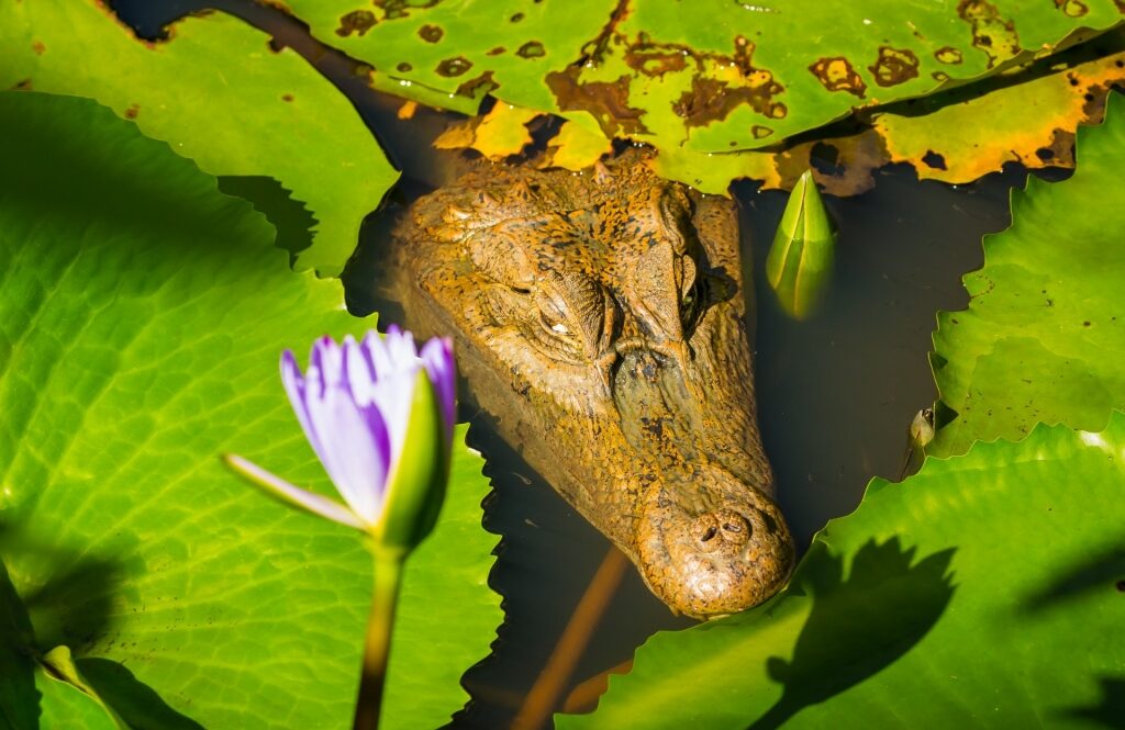 Caiman spotted at the Corbin Local Wildlife Park