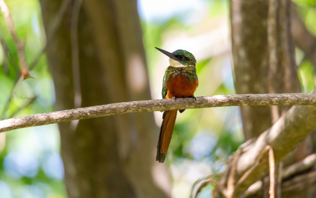 Jacamar on a tree branch