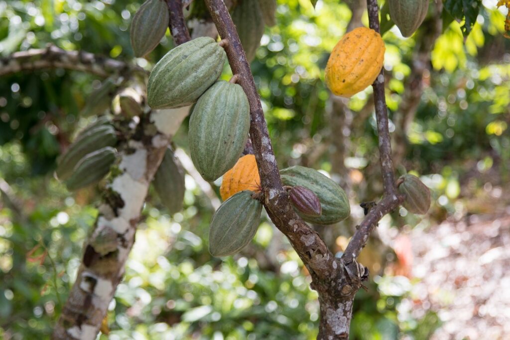 Cocoa tree at the Tobago Cocoa Estate