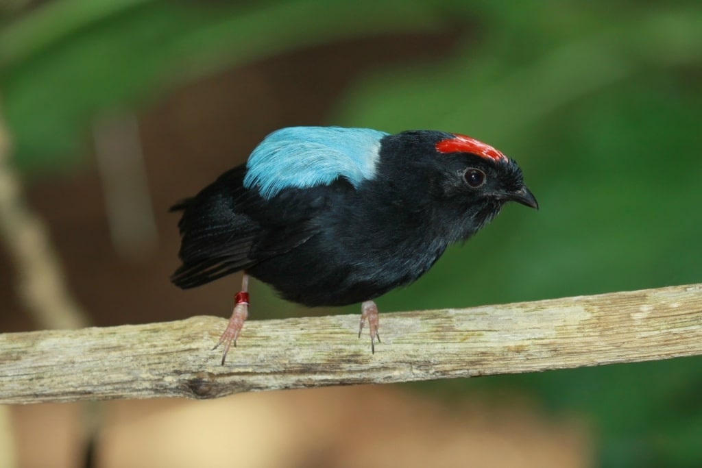 Blue-backed manakin on a tree branch