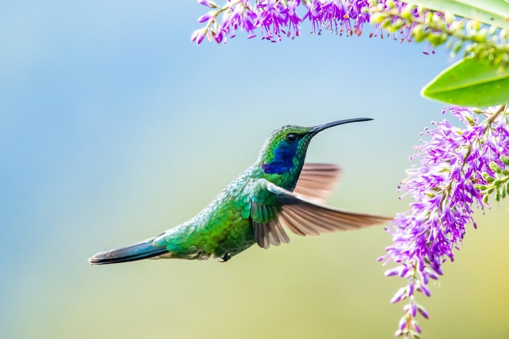 Sabrewing hummingbird spotted in the Tobago Main Ridge Forest Reserve