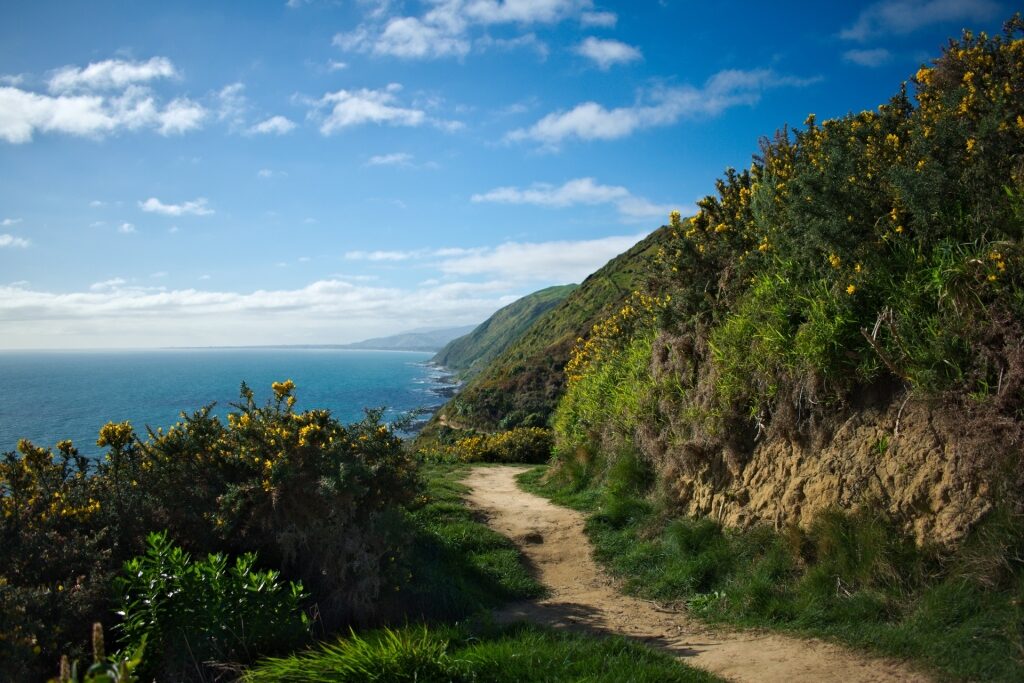 Pathway along Pukerua Bay Escarpment Track