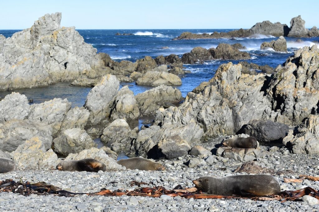 Sea lions spotted in Red Rock Coastal Walk