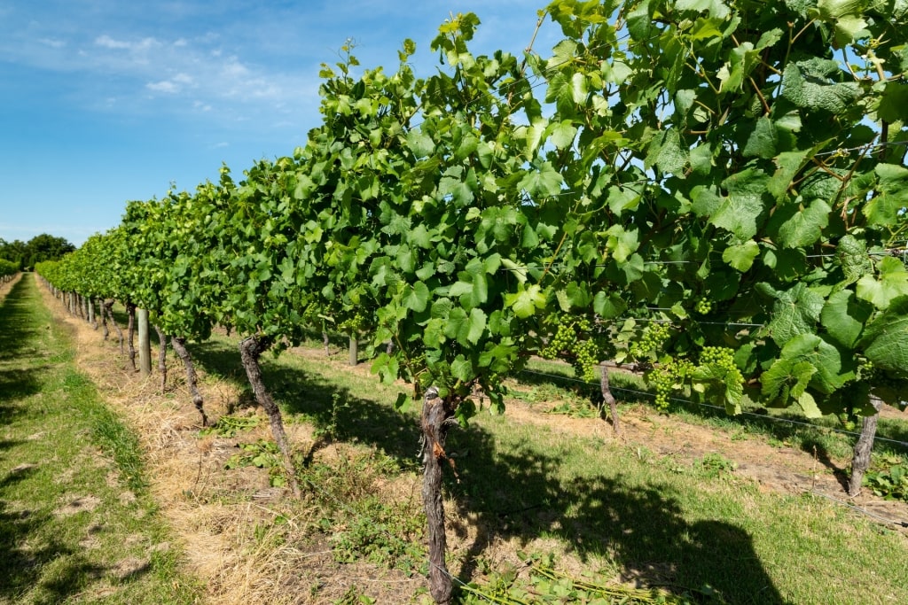 Lush Wairarapa Vineyards