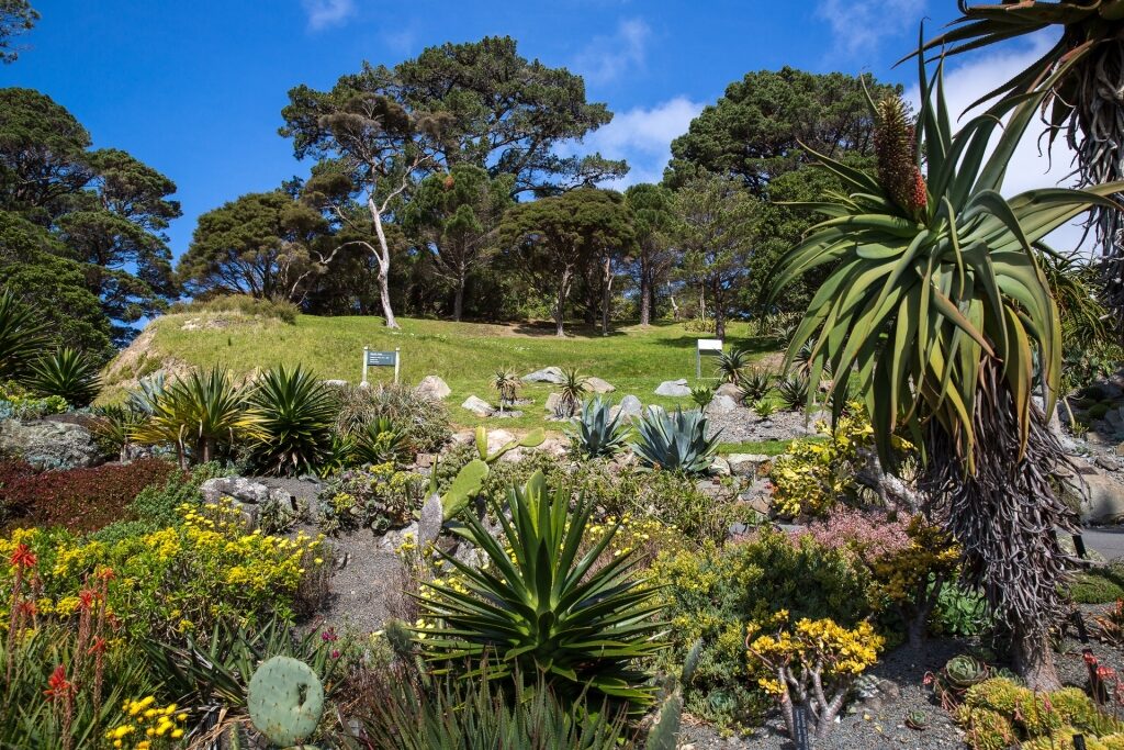 Lush landscape of Wellington Botanic Gardens